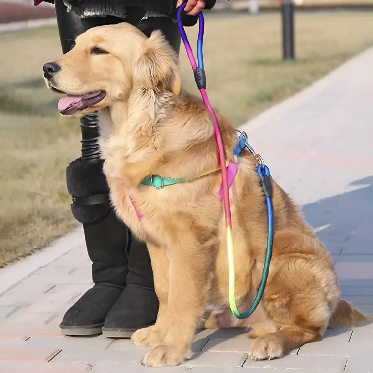 Set De Arnes Para Perro Y Correa Con Diseño Cómodo Talla