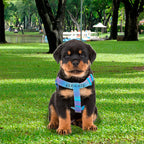 Arnés Para Perros Pequeños Con Correa Circular