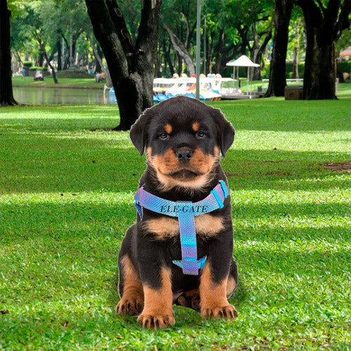 Arnés Para Perros Pequeños Con Correa Circular