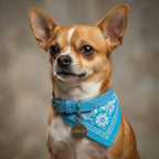 Collar Con Paliacate Elegante Y Ajustable Para Mascotas