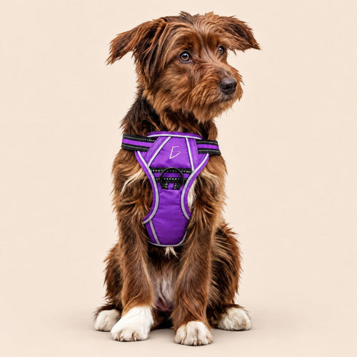 Arnés para perro cómodo y ajustable con asa y chaleco